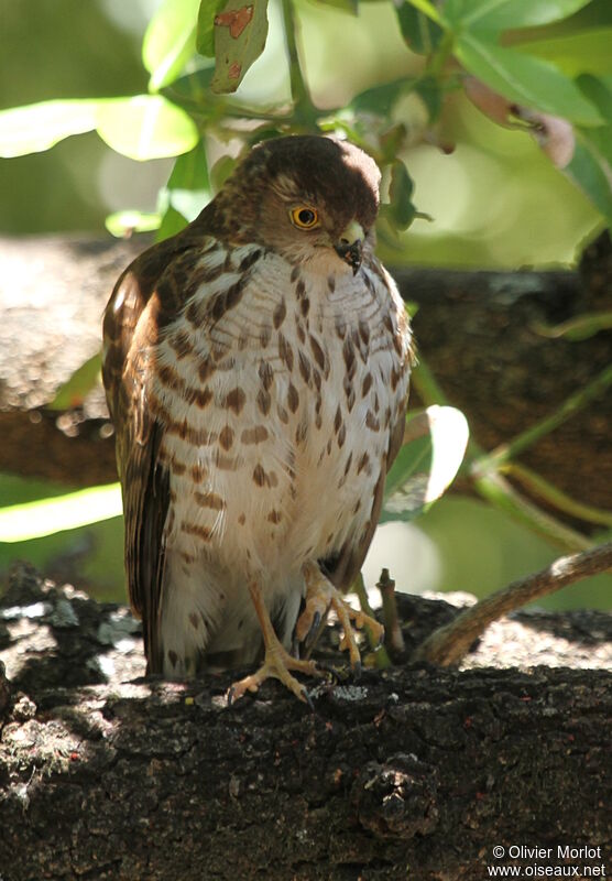 Little Sparrowhawk