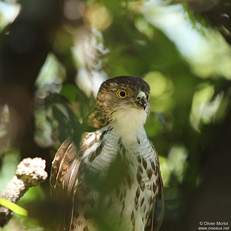 Little Sparrowhawk