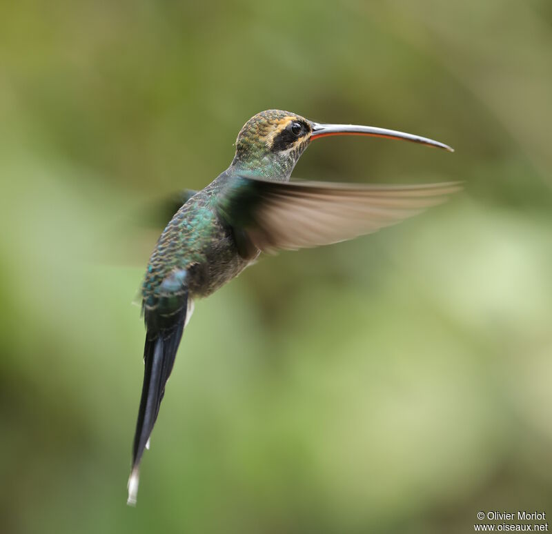 White-whiskered Hermit