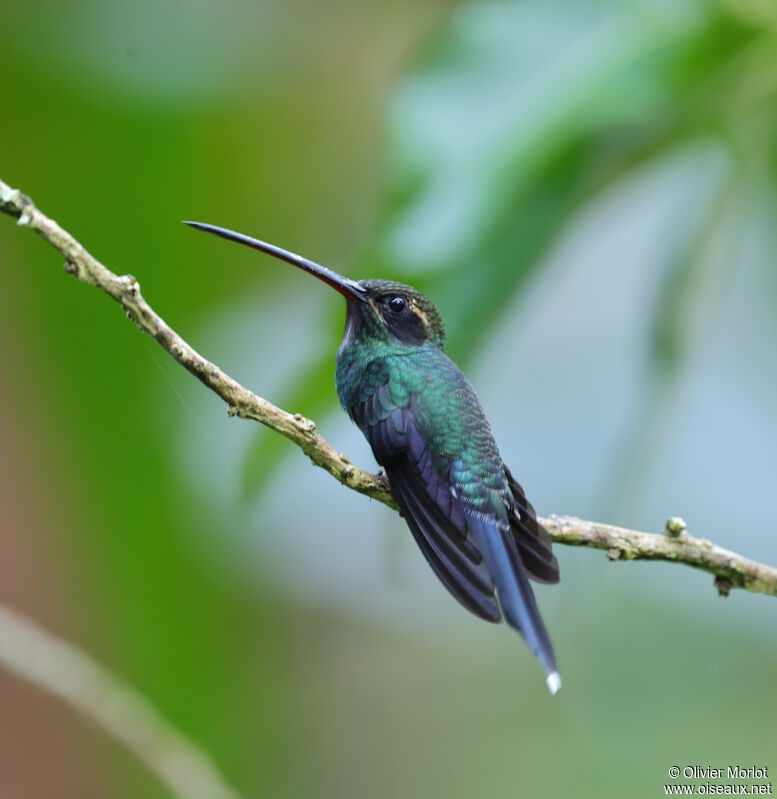 White-whiskered Hermit