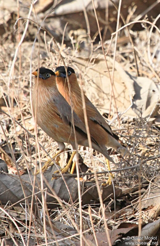 Brahminy Starling