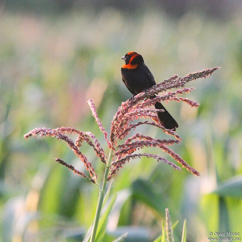 Red-cowled Widowbird