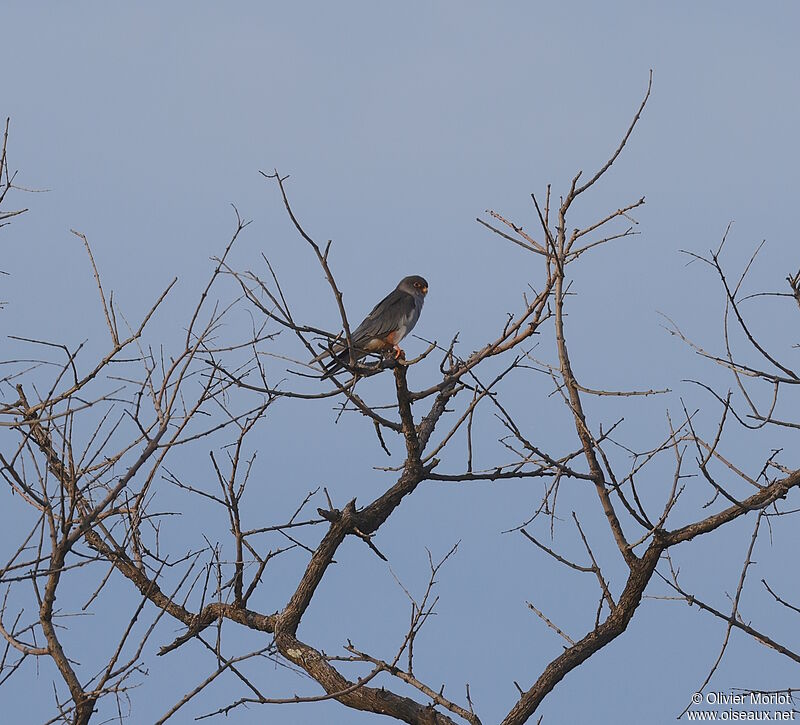 Red-footed Falcon