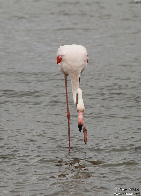 Flamant rose