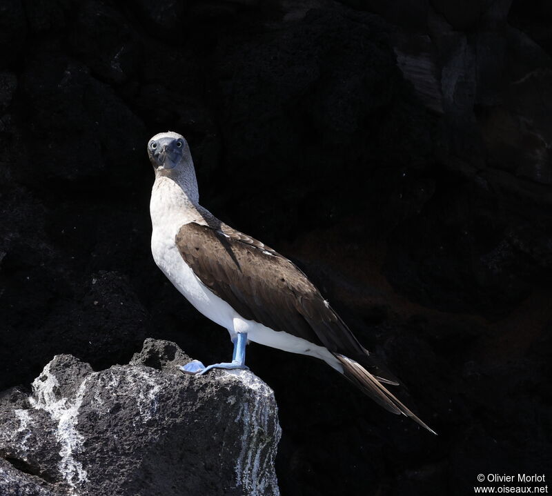 Blue-footed Booby