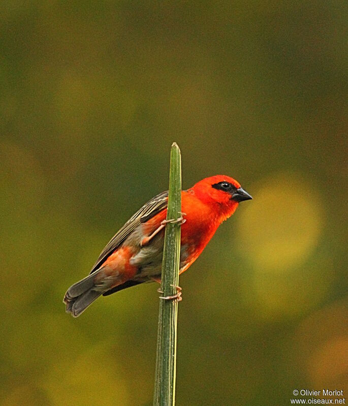 Foudi rouge