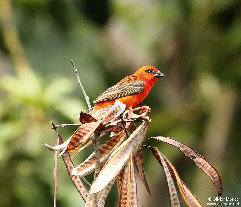 Foudi rouge