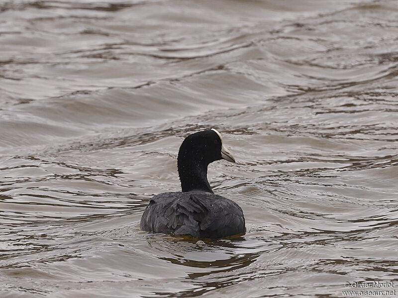 Andean Coot