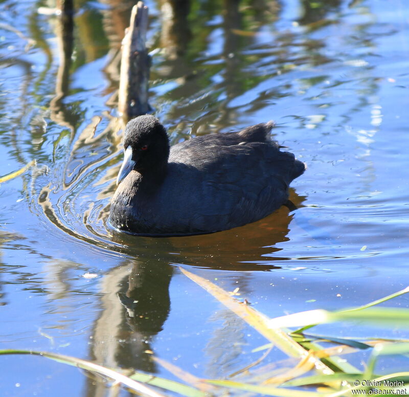 Foulque macroule