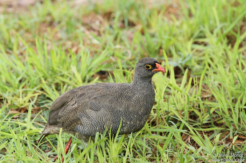 Francolin à bec rouge