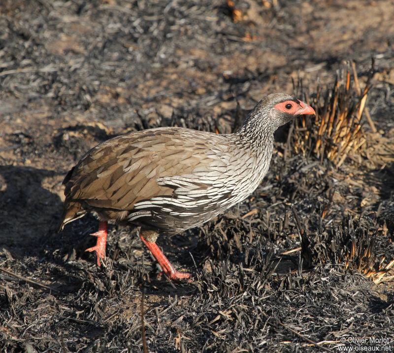 Red-necked Spurfowl