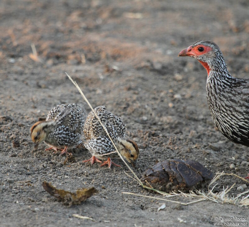 Red-necked SpurfowlPoussin