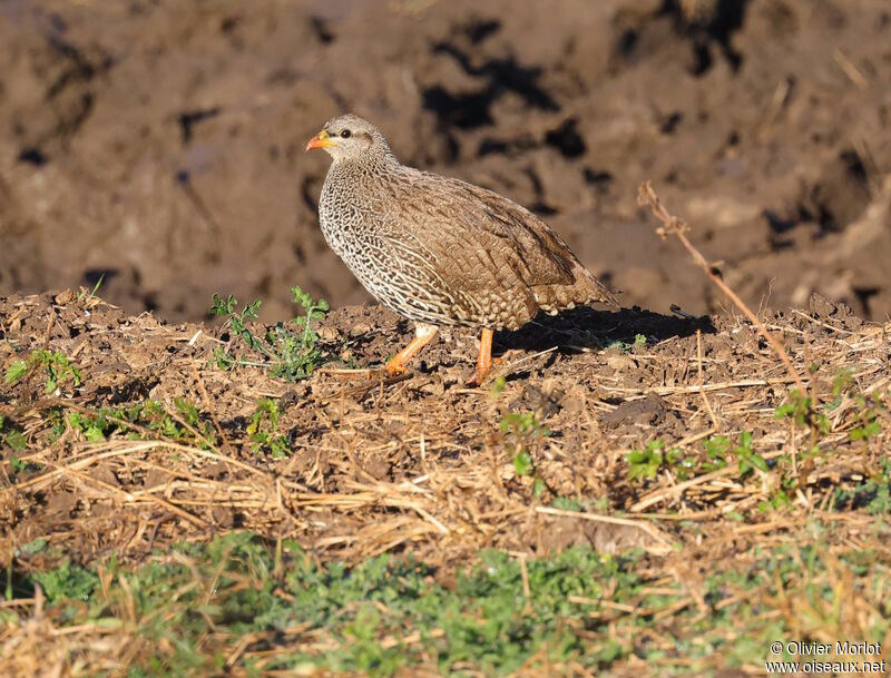 Natal Spurfowl