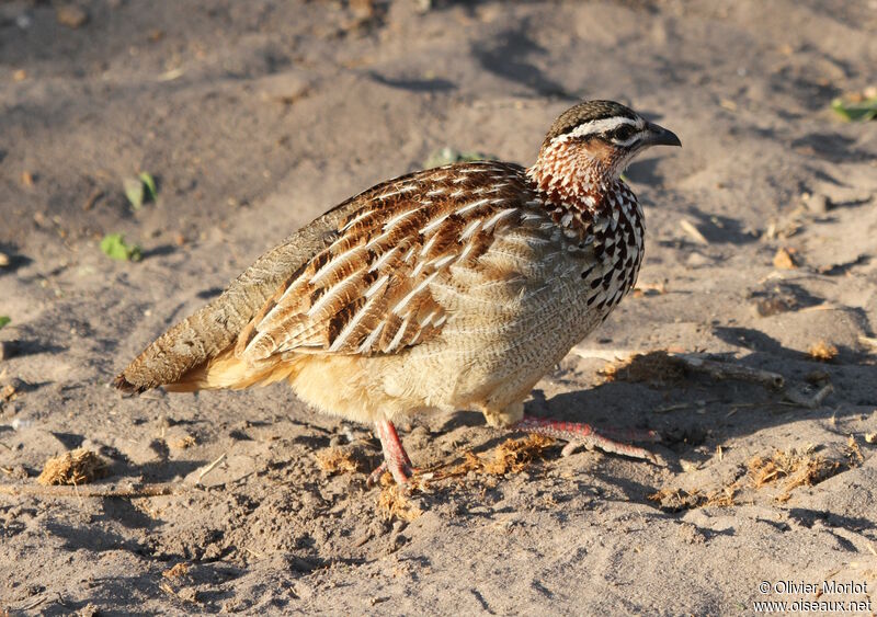 Crested Francolin