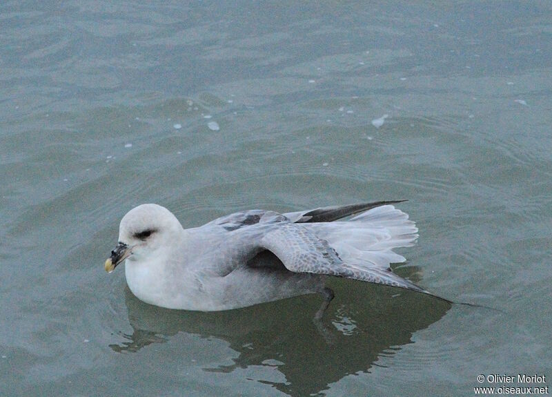 Fulmar boréal