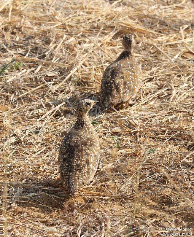 Burchell's Sandgrouse female