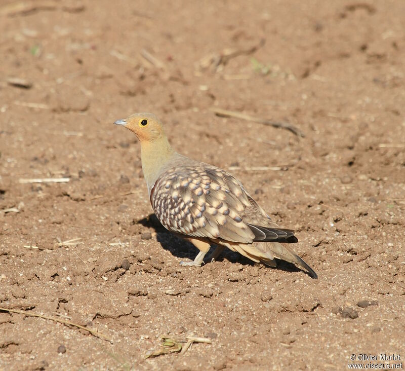 Ganga namaqua