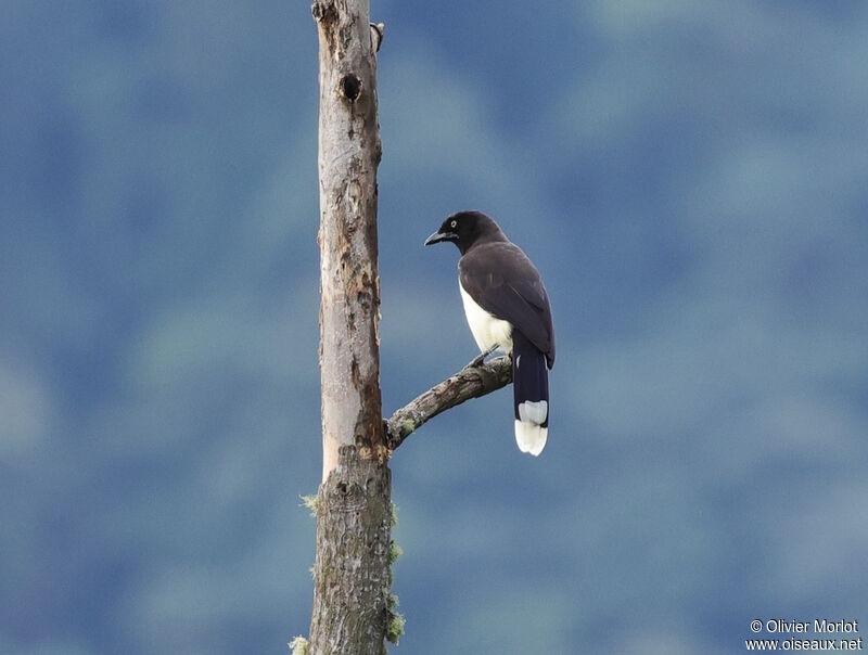 Geai à poitrine noire