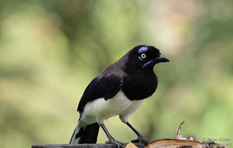 Geai à poitrine noire