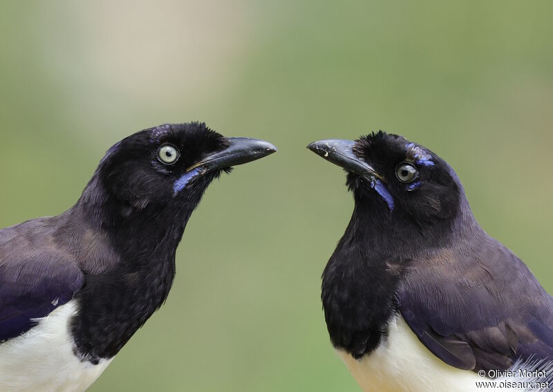 Black-chested Jay