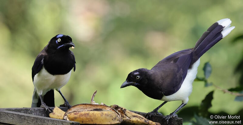 Geai à poitrine noire