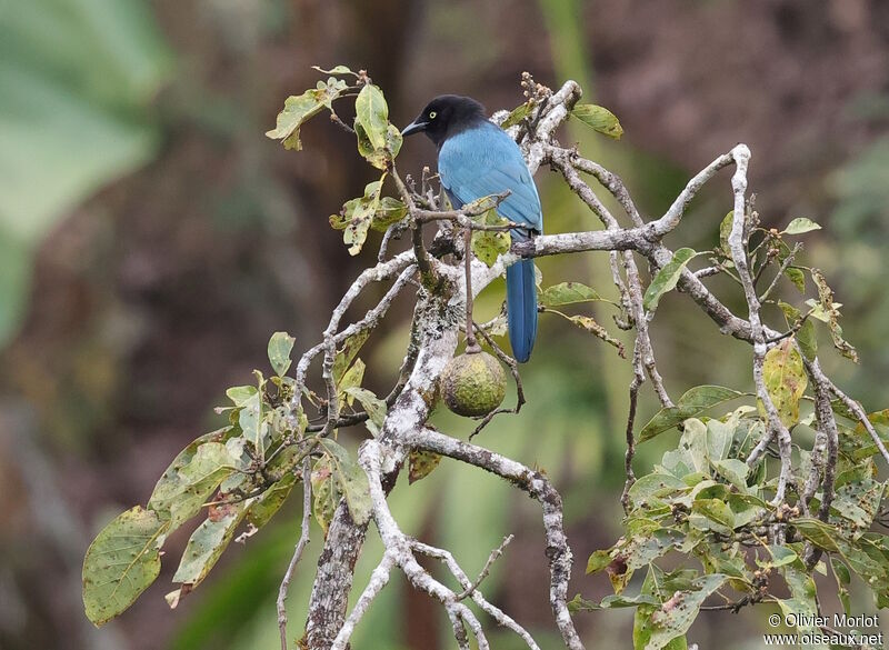 Bushy-crested Jay