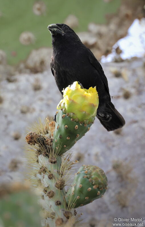 Common Cactus Finch