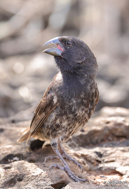 Common Cactus Finch