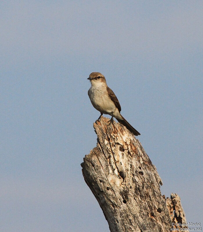 Marico Flycatcher