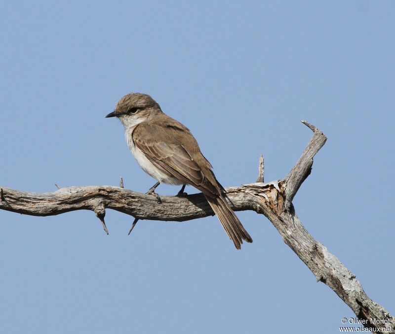 Marico Flycatcher