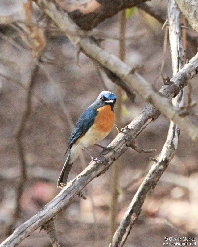 Gobemouche du Yunnan