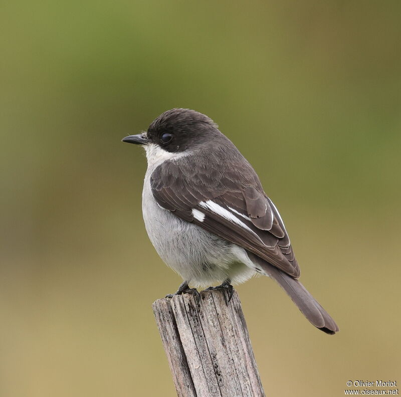 Fiscal Flycatcher