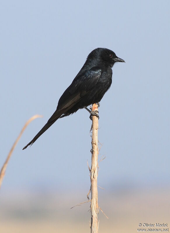 Southern Black Flycatcher