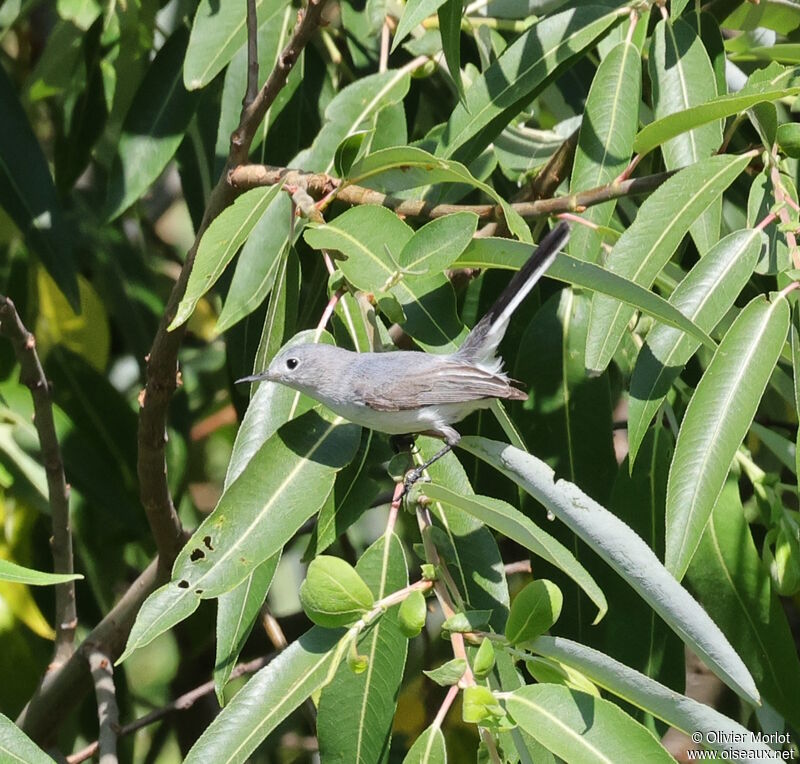 Gobemoucheron gris-bleu