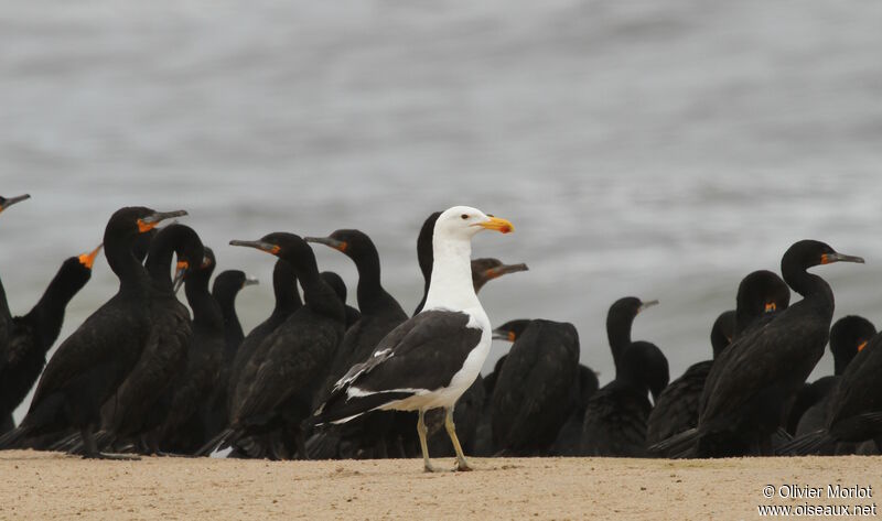 Kelp Gull