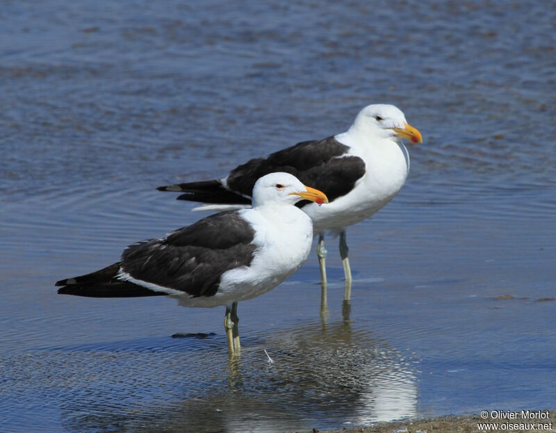 Kelp Gull