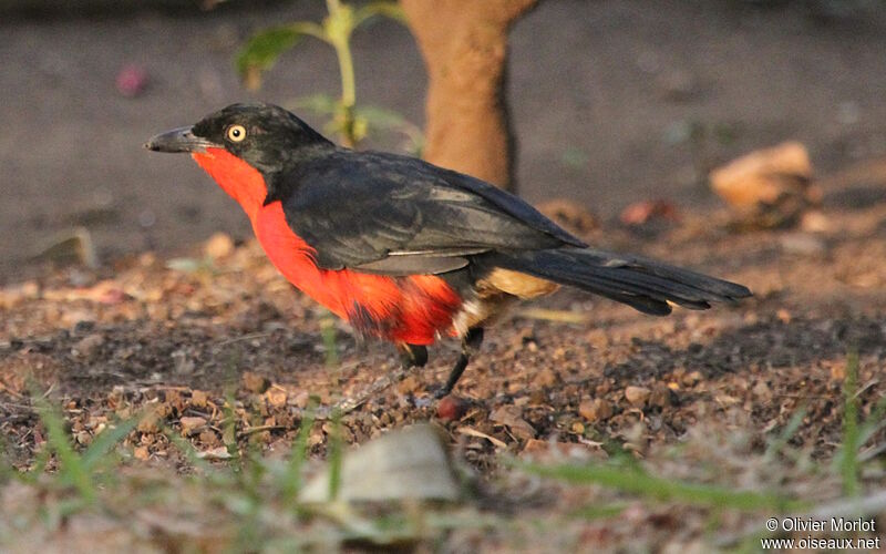 Black-headed Gonolek