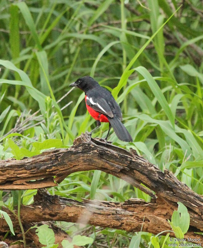 Crimson-breasted Shrike