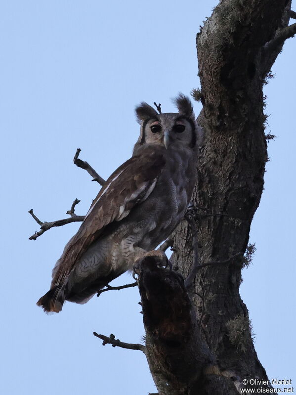 Verreaux's Eagle-Owl