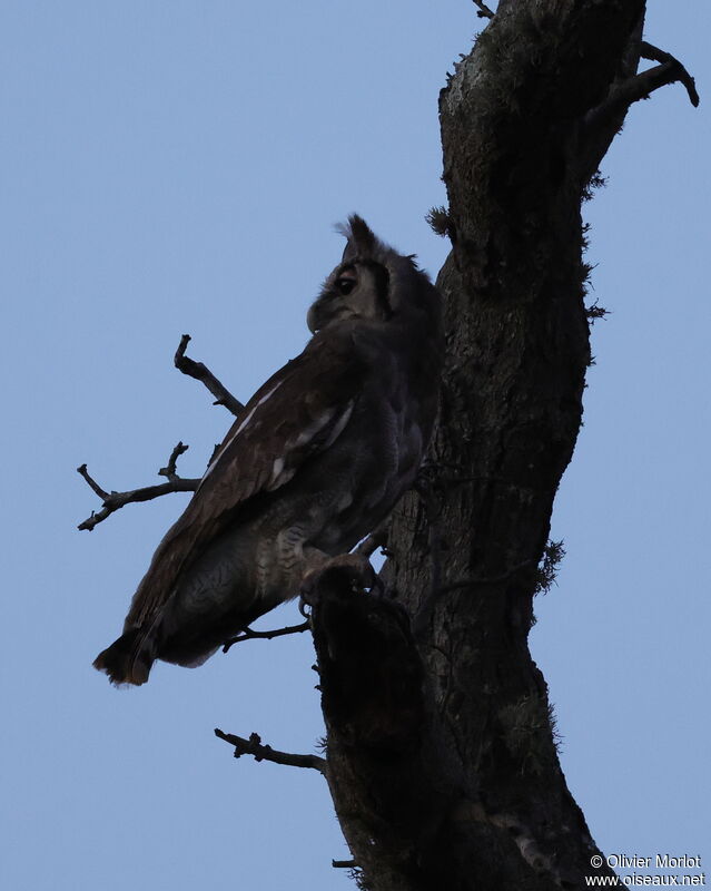 Verreaux's Eagle-Owl