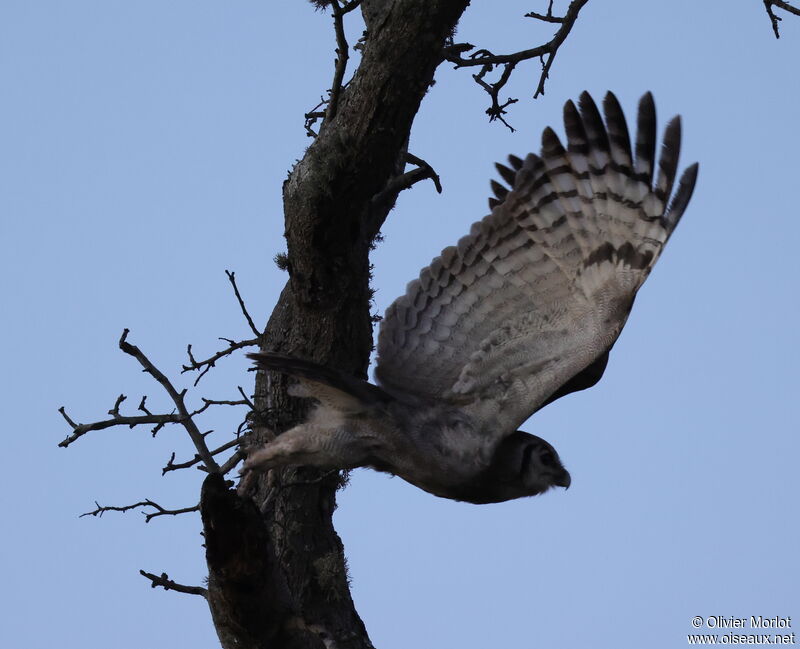 Verreaux's Eagle-Owl