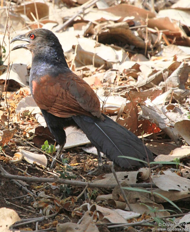 Greater Coucal