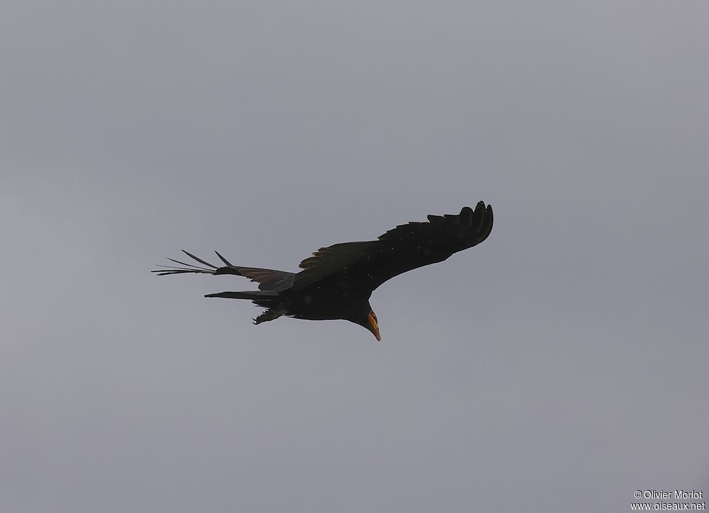 Greater Yellow-headed Vulture