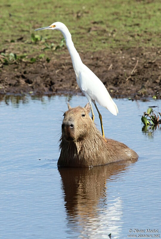 Great Egret