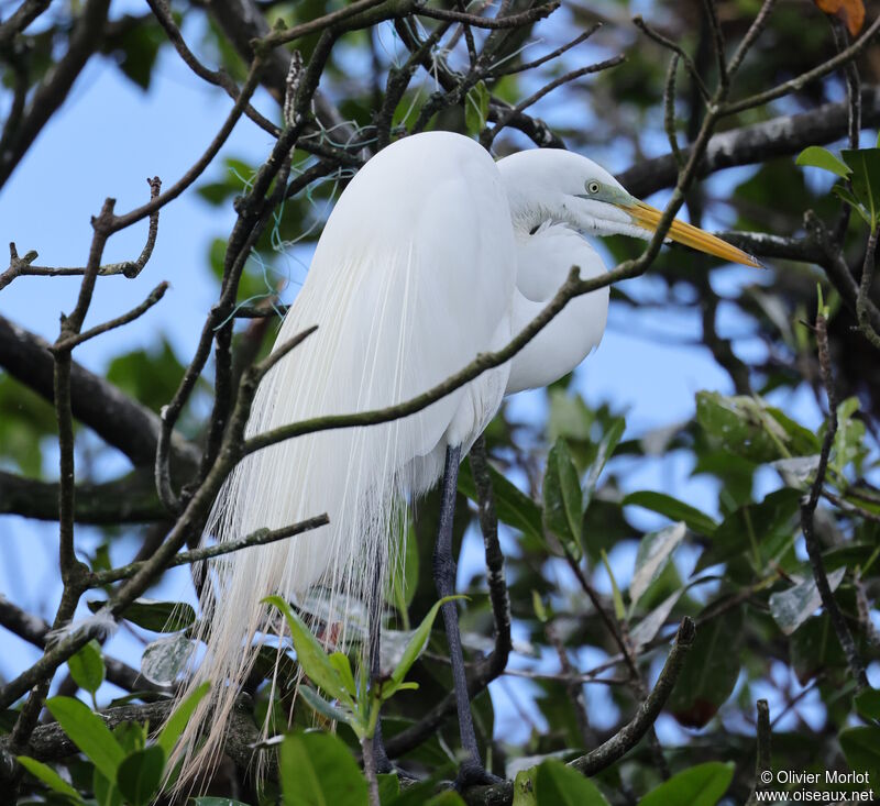 Grande Aigrette