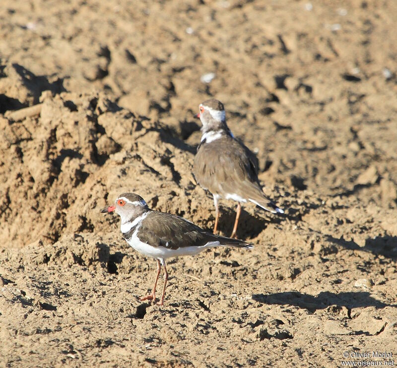 Three-banded Plover