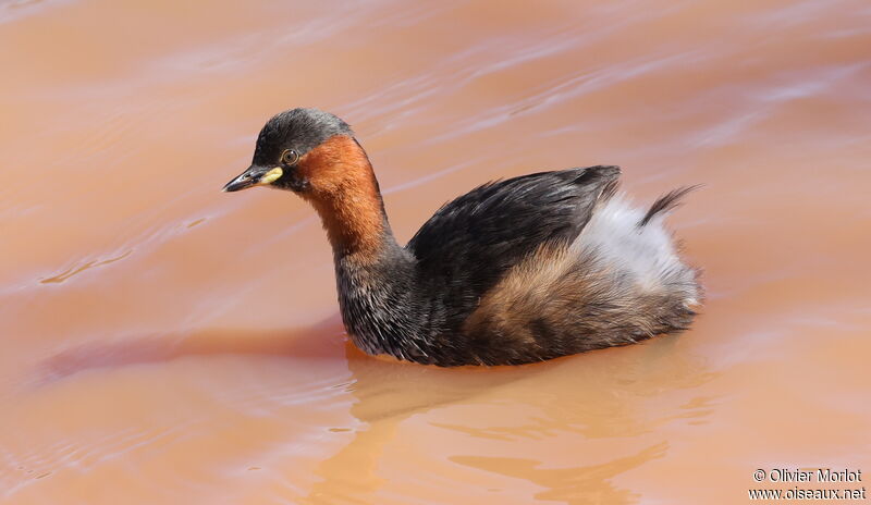 Little Grebe