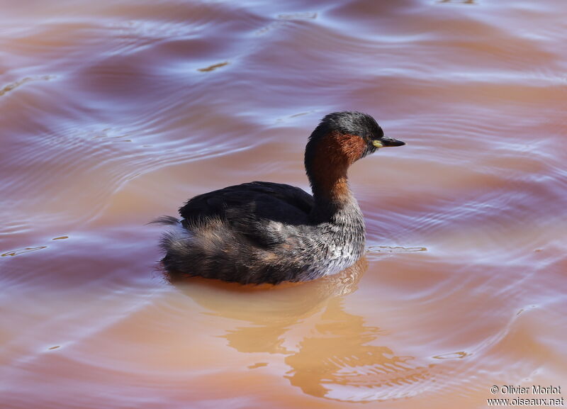 Little Grebe