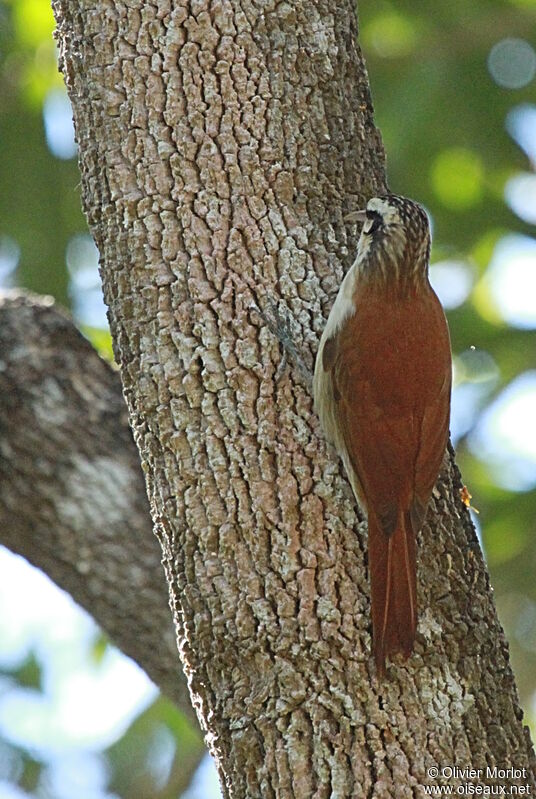 Narrow-billed Woodcreeper