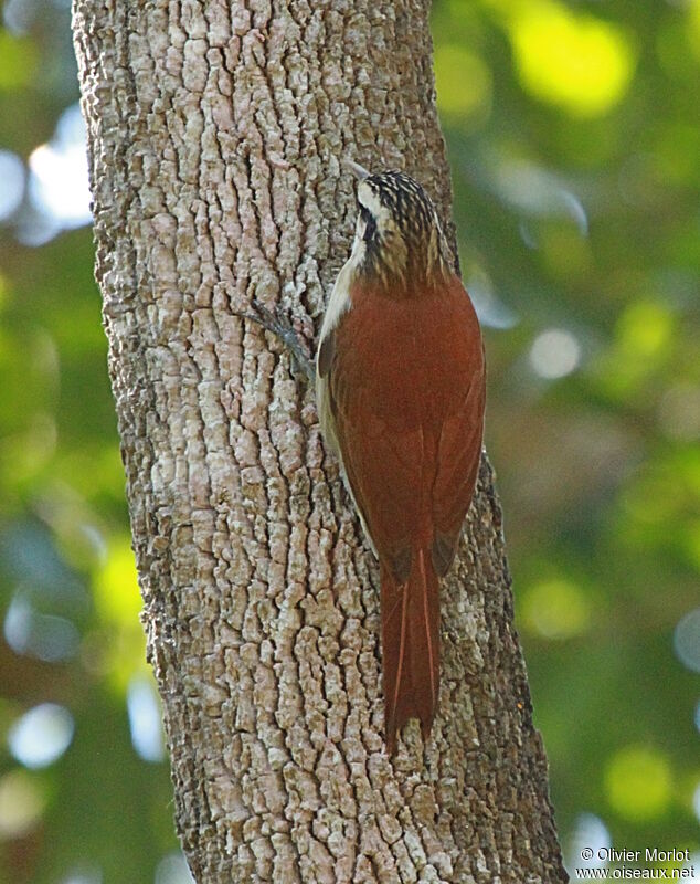 Narrow-billed Woodcreeper